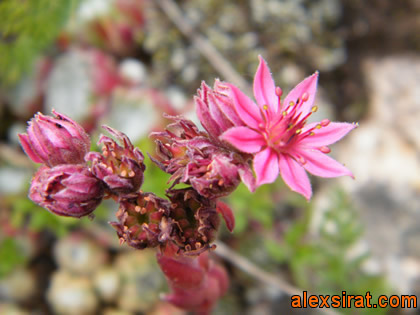 Sempervivum arachnoideum Alex Srat